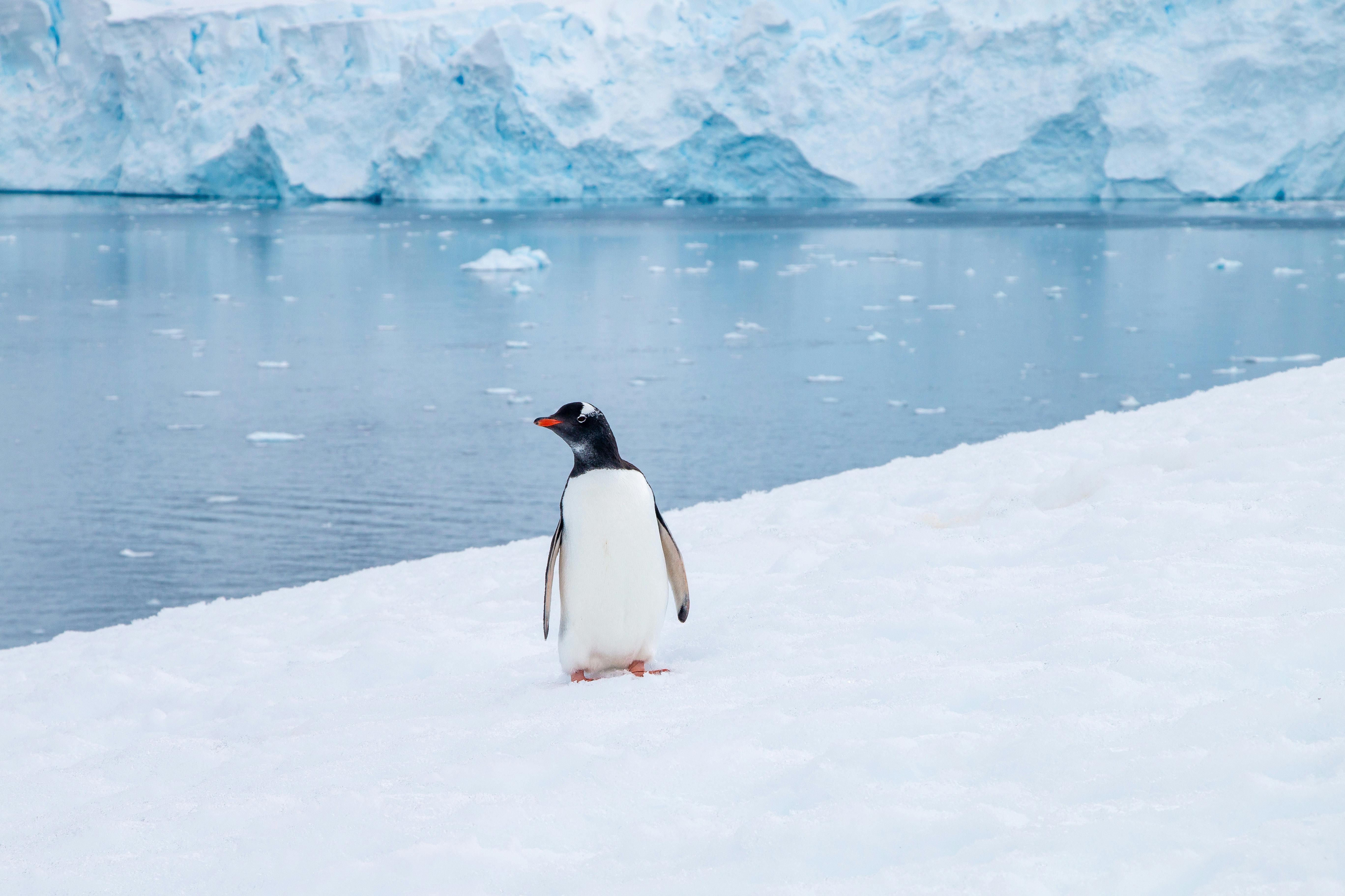 Photo by ArcticDesire.com Polarreisen: https://www.pexels.com/photo/gentoo-penguin-standing-on-antarctic-ice-31308009/